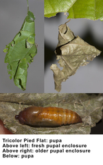 Coladenia indrani tissa