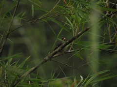 Sporophila schistacea