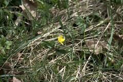 Anemonoides ranunculoides