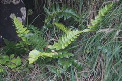 Asplenium obtusatum