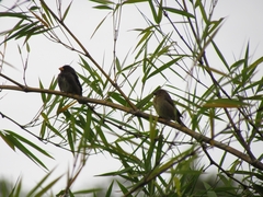 Sporophila schistacea
