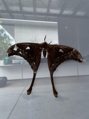 Coscinocera hercules