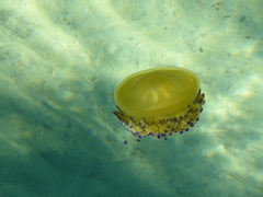 Cotylorhiza tuberculata