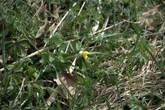 Anemonoides ranunculoides