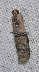 Merulempista turturella