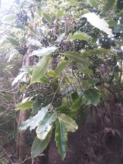 Pittosporum eugenioides