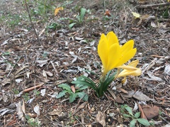 Sternbergia lutea