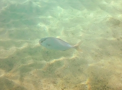 Seriola dumerili