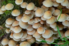 Hypholoma fasciculare