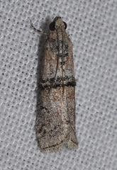 Merulempista turturella