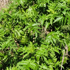 Sambucus gaudichaudiana