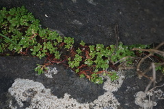 Crassula moschata