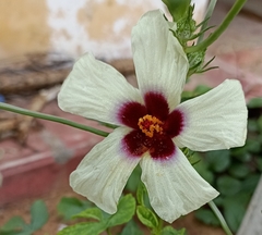 Abelmoschus esculentus