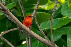 Foudia madagascariensis