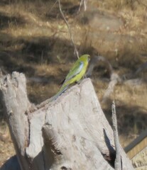 Platycercus elegans flaveolus