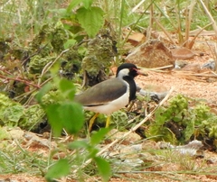 Vanellus indicus