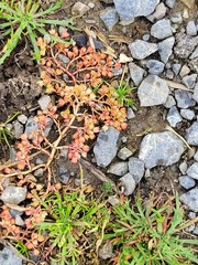 Crassula decumbens
