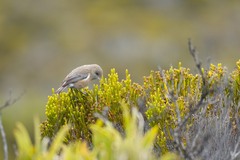 Zosterops borbonicus
