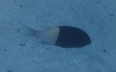 Pycnochromis dimidiatus