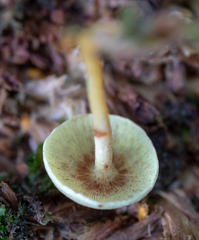 Hypholoma fasciculare