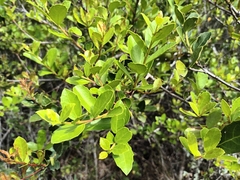 Maytenus procumbens