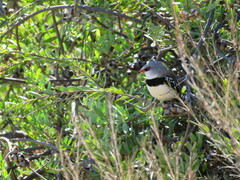 Stagonopleura guttata