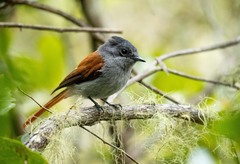 Terpsiphone bourbonnensis bourbonnensis