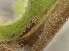 Monosteira unicostata
