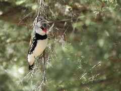 Stagonopleura guttata
