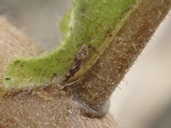 Monosteira unicostata