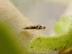 Monosteira unicostata