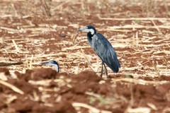 Ardea melanocephala