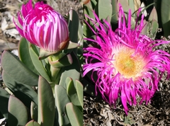 Carpobrotus quadrifidus