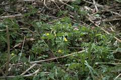 Anemonoides ranunculoides