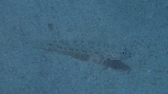 Istigobius decoratus