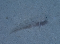 Istigobius decoratus