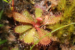 Drosera hamiltonii