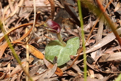 Corybas abditus