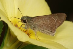 Pelopidas mathias