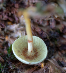 Hypholoma fasciculare
