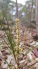 Lomandra glauca