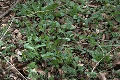 Pulmonaria