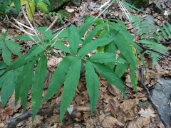 Cardamine heptaphylla