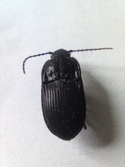 Abax ovalis