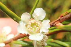 Hypocalymma angustifolium