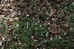 Anemonoides nemorosa