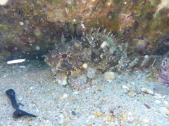 Scorpaena porcus