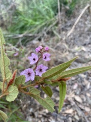 Thomasia paniculata