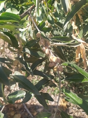 Elaeagnus angustifolia