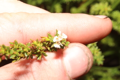 Taxandria parviceps